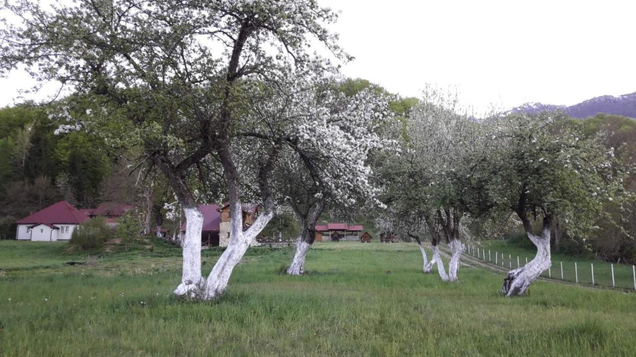 Camp &Apartmens Scepanovic Mojkovac Exterior photo